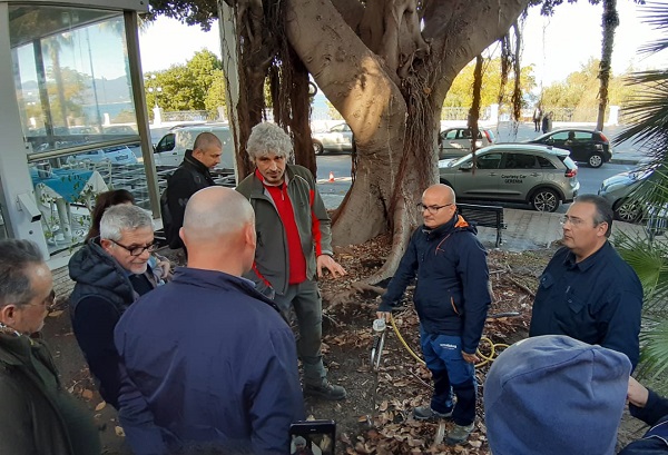 trattamento alberi lungomare