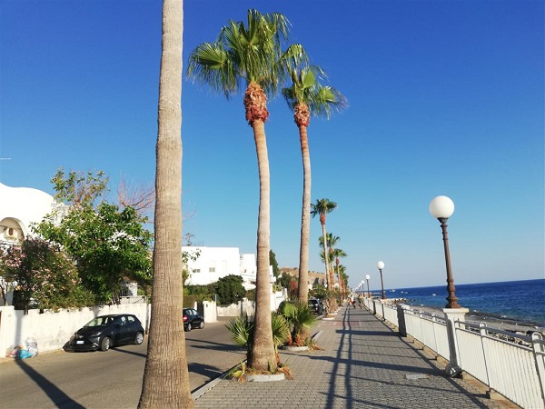 palma caduta lazzaro