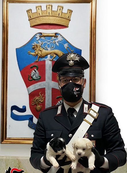 carabinieri gioia tauro - ritrovamento cuccioli