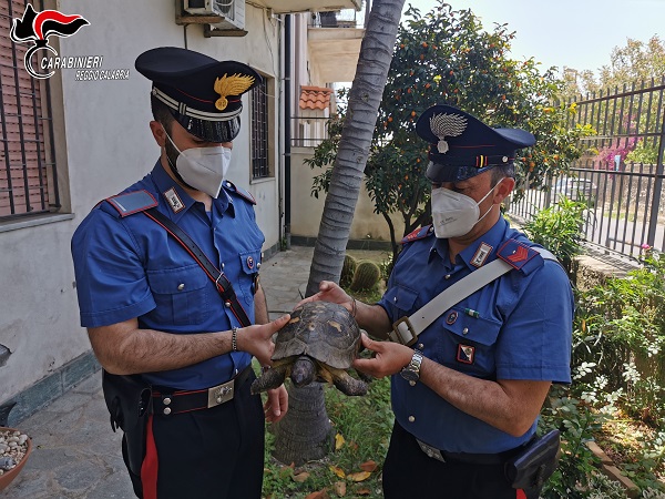 tartaruga - carabinieri reggio