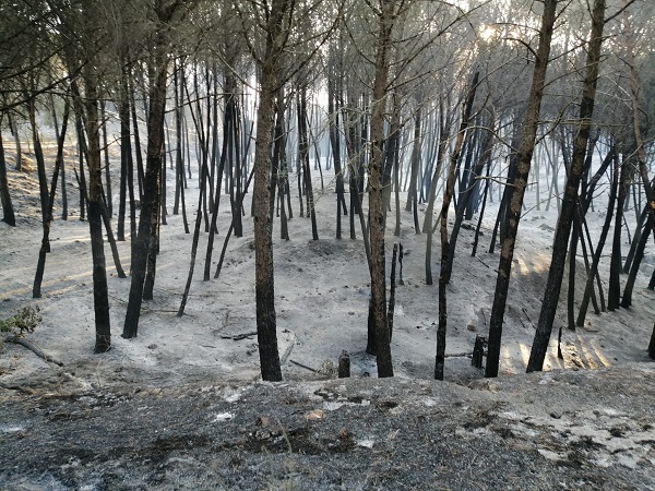 incendio motta san giovanni