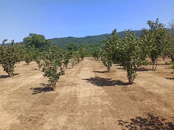 nocciola bio di calabria