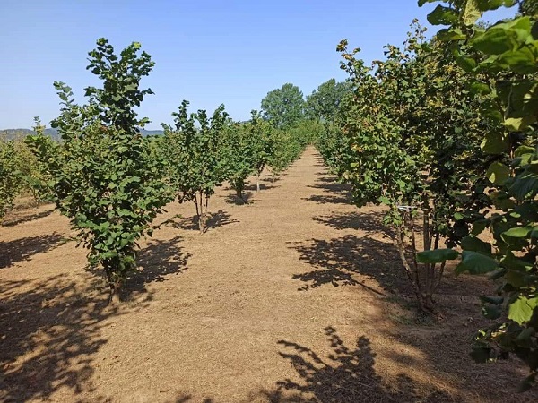 Nocciole bio cardinale