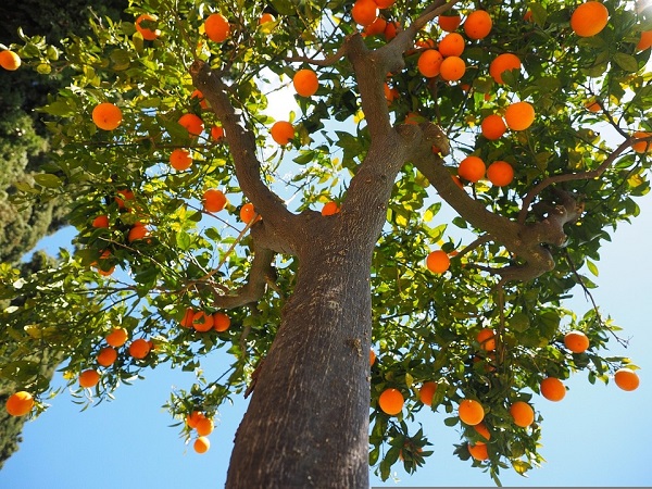 arancia Belladonna di San Giuseppe