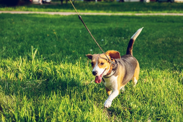 regole cani in luoghi pubblici