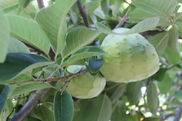 annona Reggio calabria