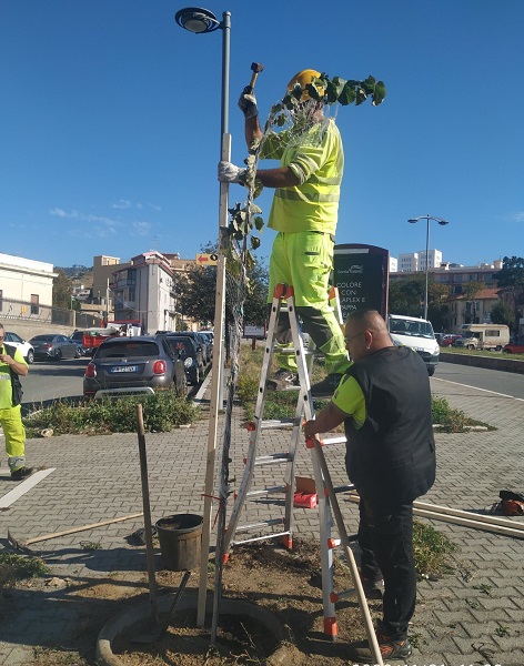 festa alberi reggio