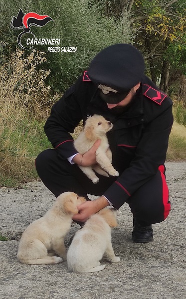 cuccioli carabinieri caulonia